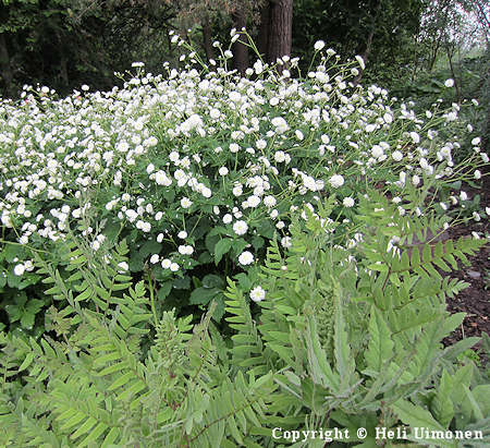  Ranunculus aconitifolius Flore Pleno